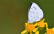 01 Holly Blue (Celastrina argiolus)